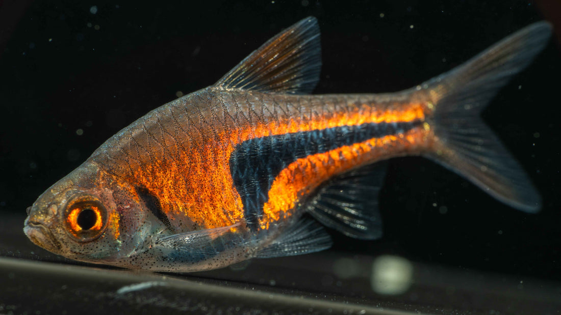 Dwarf Rasboras: Tiny Fish with Big Personalities - Simply Aquatic