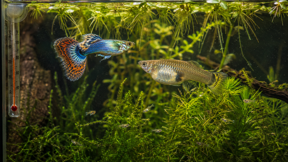 Does Water Temperature Affect Guppy Breeding? A Practical Guide for Home Aquarists