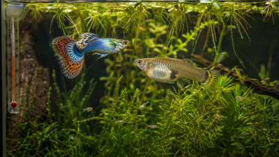 Does Water Temperature Affect Guppy Breeding? A Practical Guide for Home Aquarists