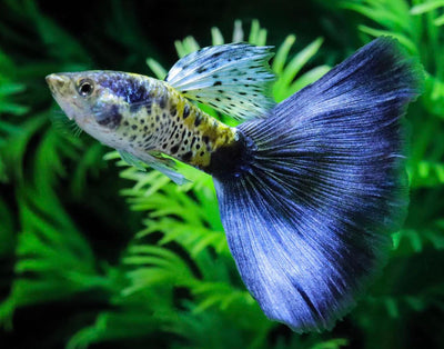 Guppy Genetics Made Simple