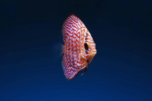 A Complete Guide to Cleaning Your Aquarium Glass - Simply Aquatic