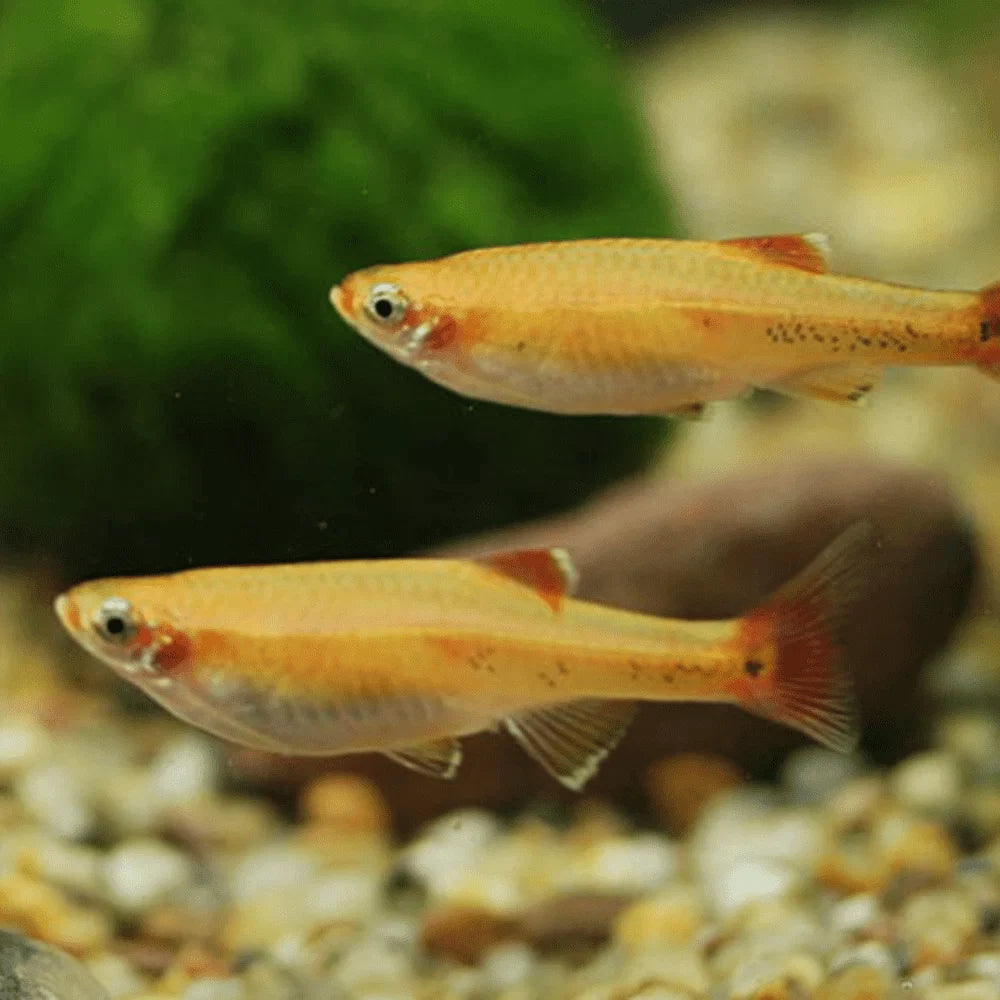 Nanos & Dwarf Fish