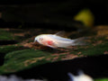 Albino Pygmy Corydoras