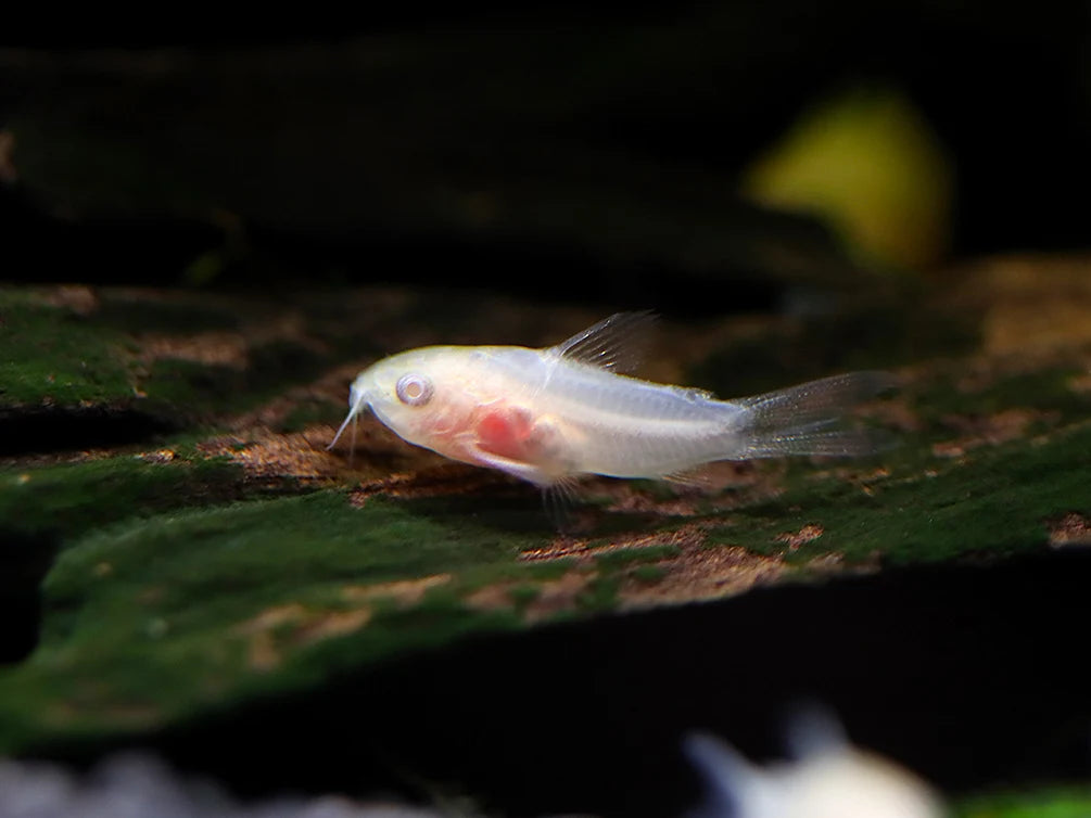 Albino Pygmy Corydoras