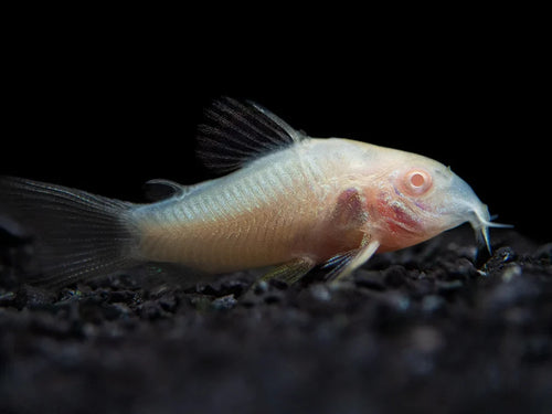 Albino Corydoras