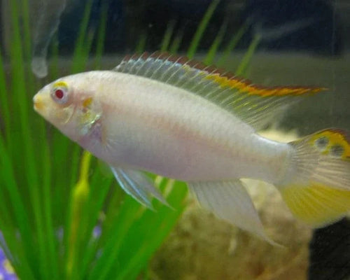 Albino Kribensis