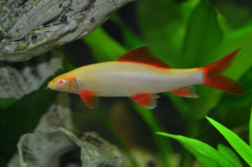 Albino Rainbow Sharks