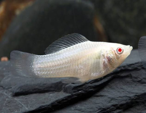 Albino Molly