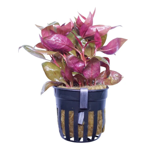 Alternanthera Lilacina (Purple)