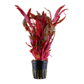 Alternanthera Pink (Joseph's coat)