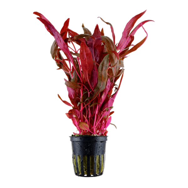 Alternanthera Pink (Joseph's coat)