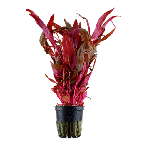 Alternanthera Pink
