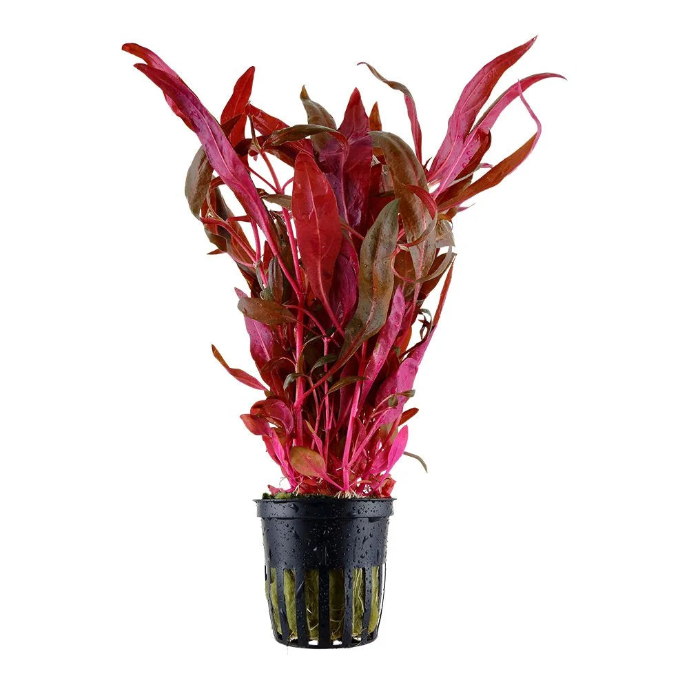 Alternanthera Roseafolia (Pink)