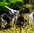 Angelfish ass