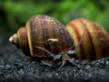 Apple Snails Jumbo