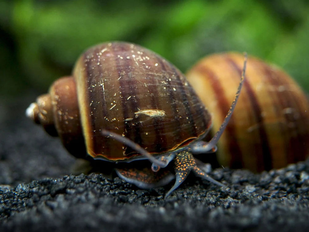 Apple Snails Jumbo