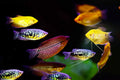 Gourami assorted