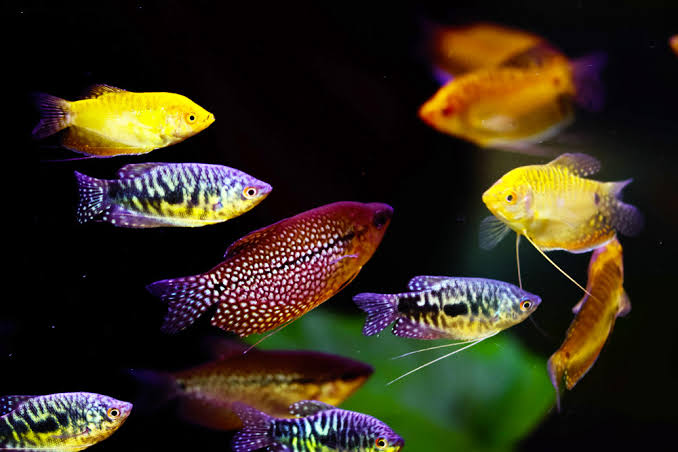 Gourami assorted