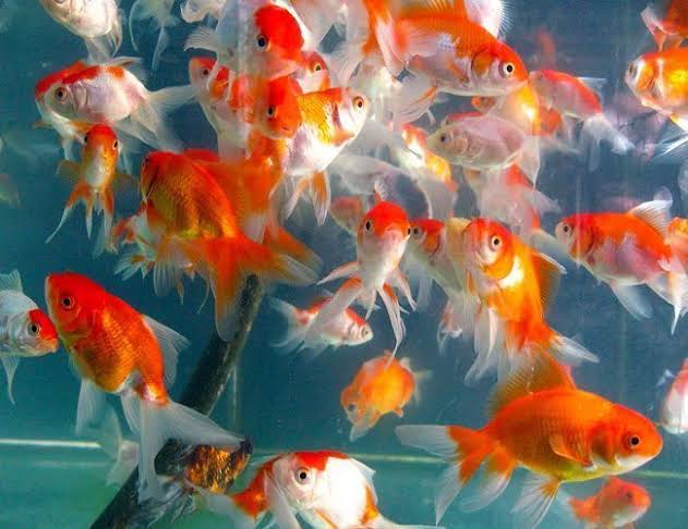 Fantail Goldfish ass.