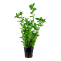 Bacopa Caroliniana