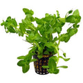 Bacopa Caroliniana Lemon