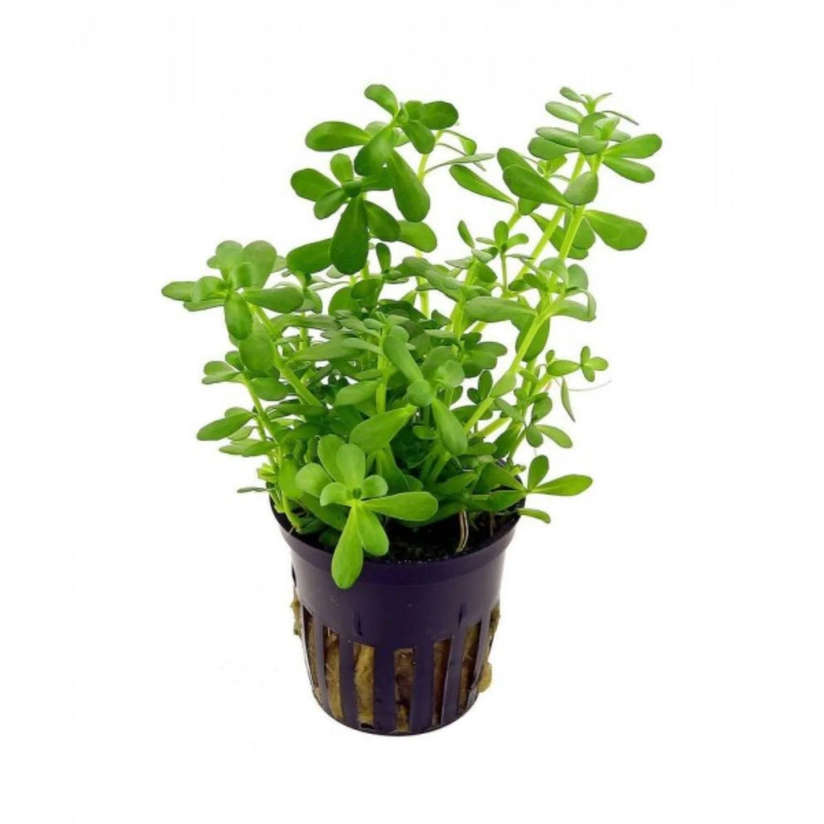 Bacopa Monnieri