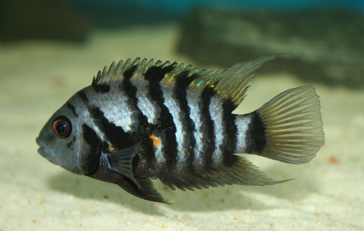 Banded Convicts