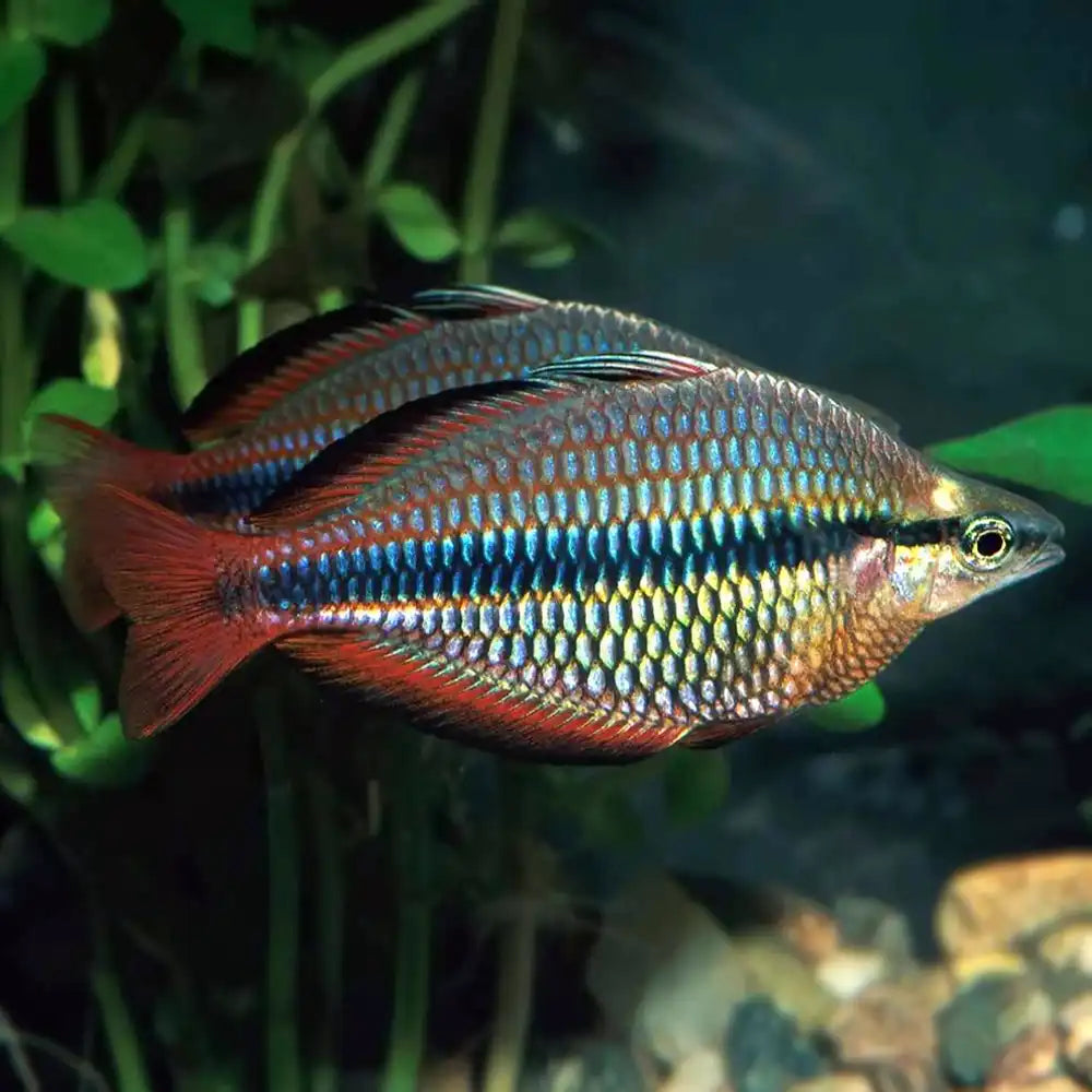 Banded Rainbow Fish