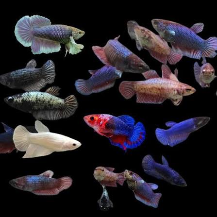 Bettas FEMALES assorted