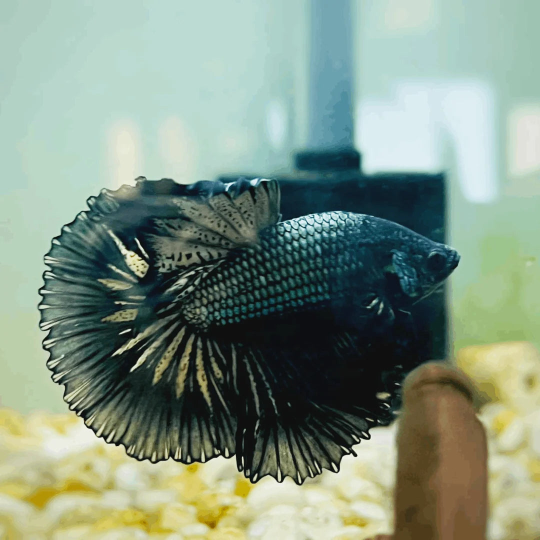 Halfmoon Black/Copper Siamese Fighter MALES