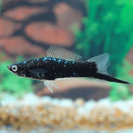 Black Berlin Swordtail