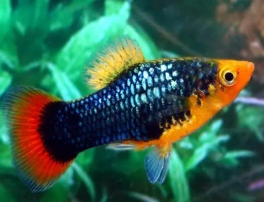 Black Parrot Platies