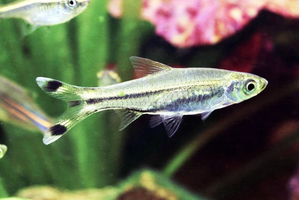 Black Scissortail Rasbora