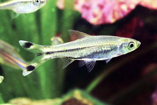 Black Scissortail Rasbora