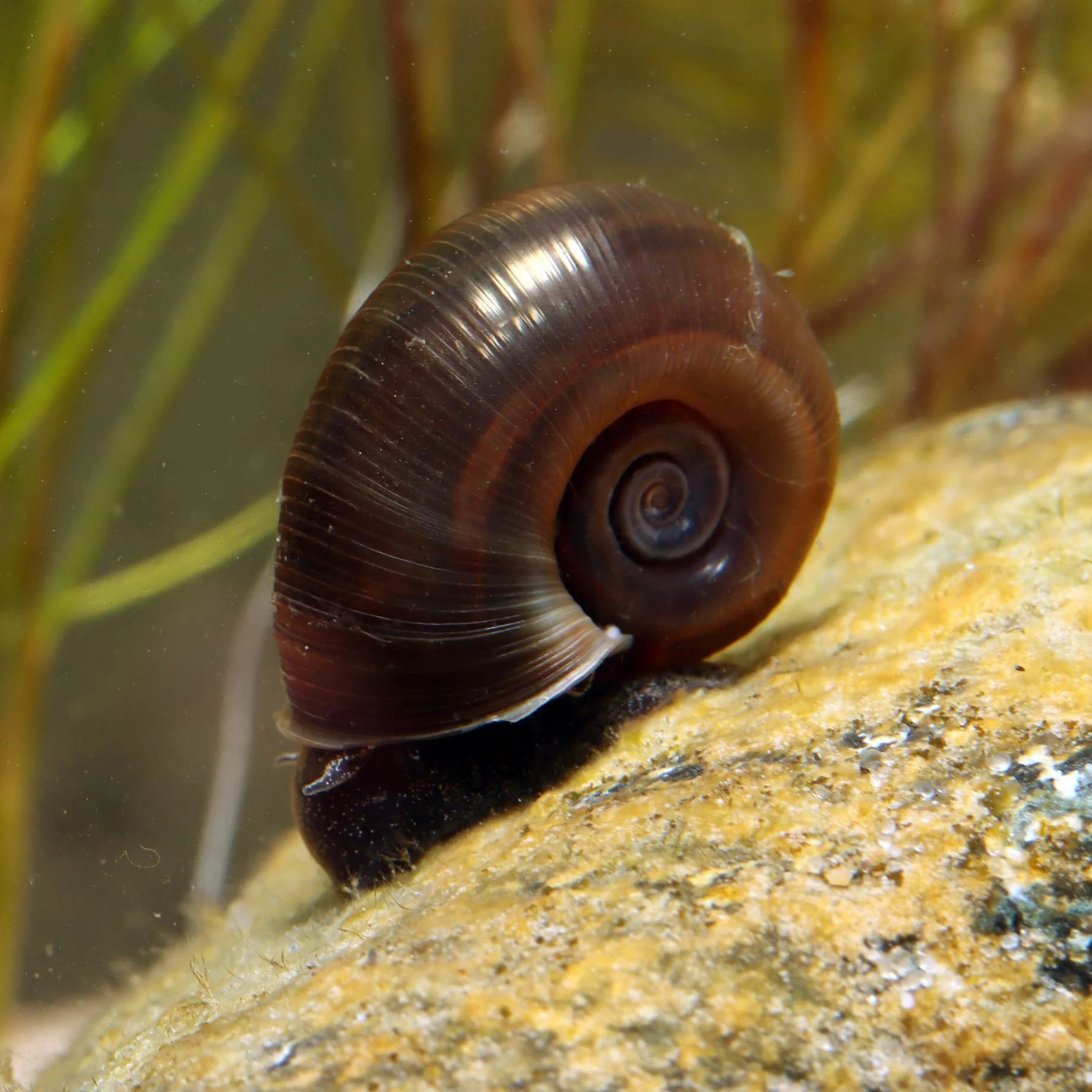 Ramshorn Snail