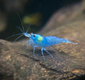 Blue Jelly Shrimp (Neocaridina)