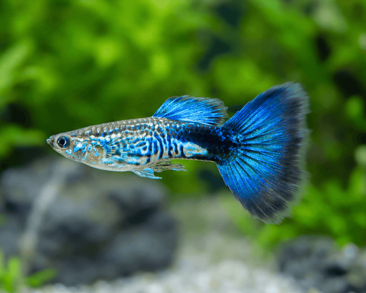 Blue Cobra Guppy MALES