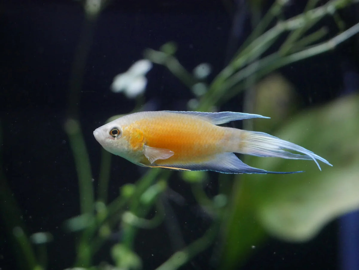 Blue Flame Paradise Fish