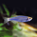 Flourescent Danio - Blue