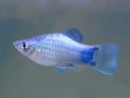 Blue Mickey Mouse Platies