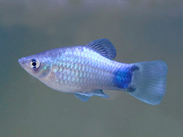 Blue Mickey Mouse Platies