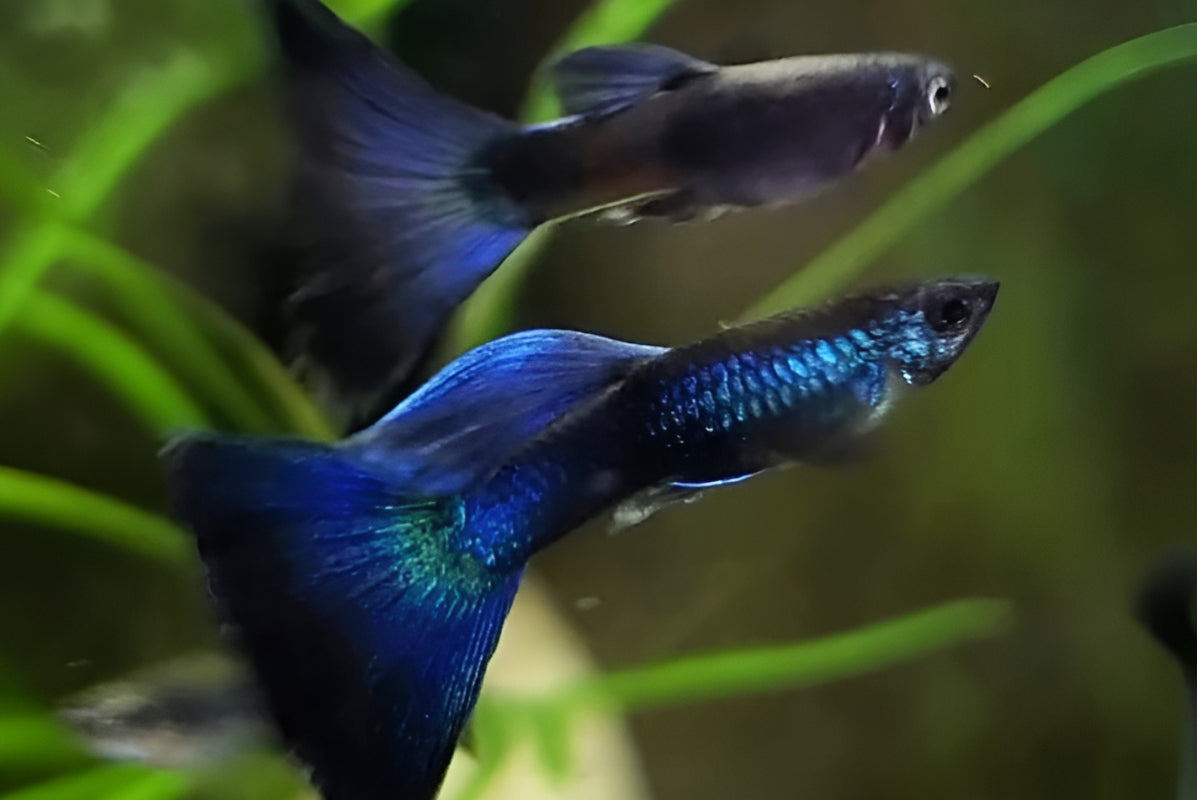 Blue Moscow Guppy MALES