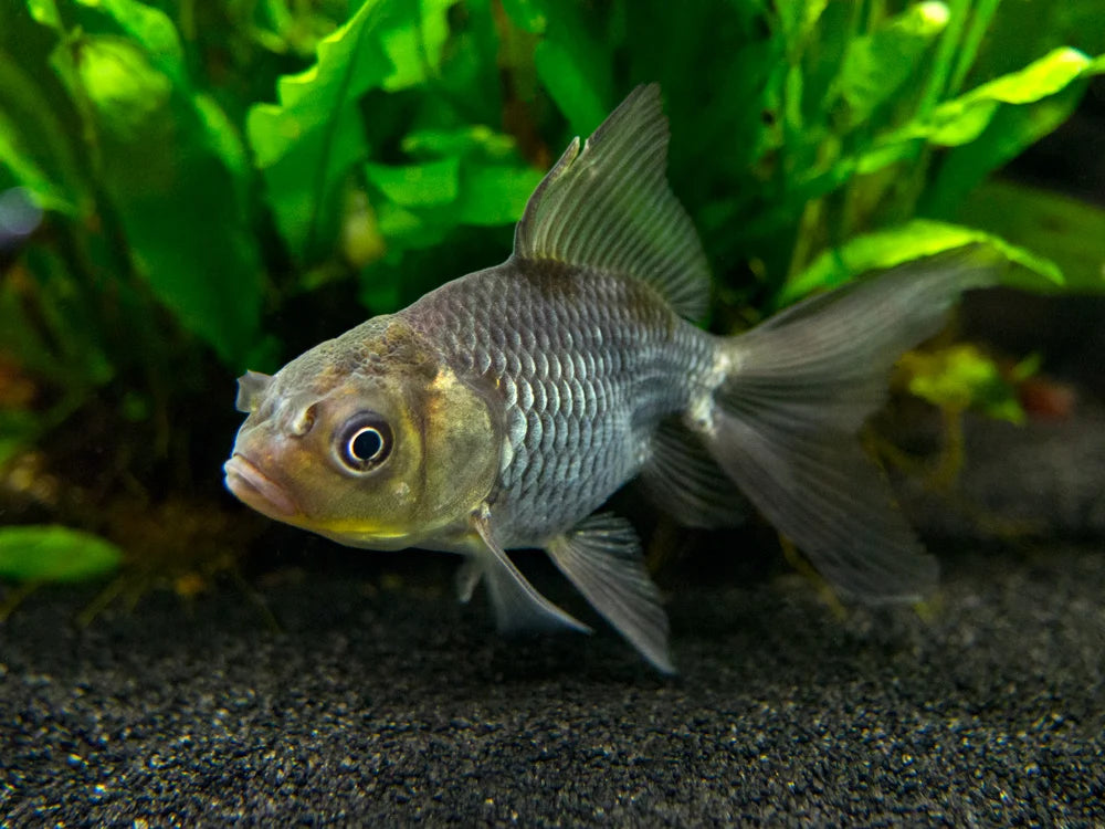Blue Oranda