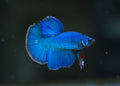 Blue Plakat Bettas MALES