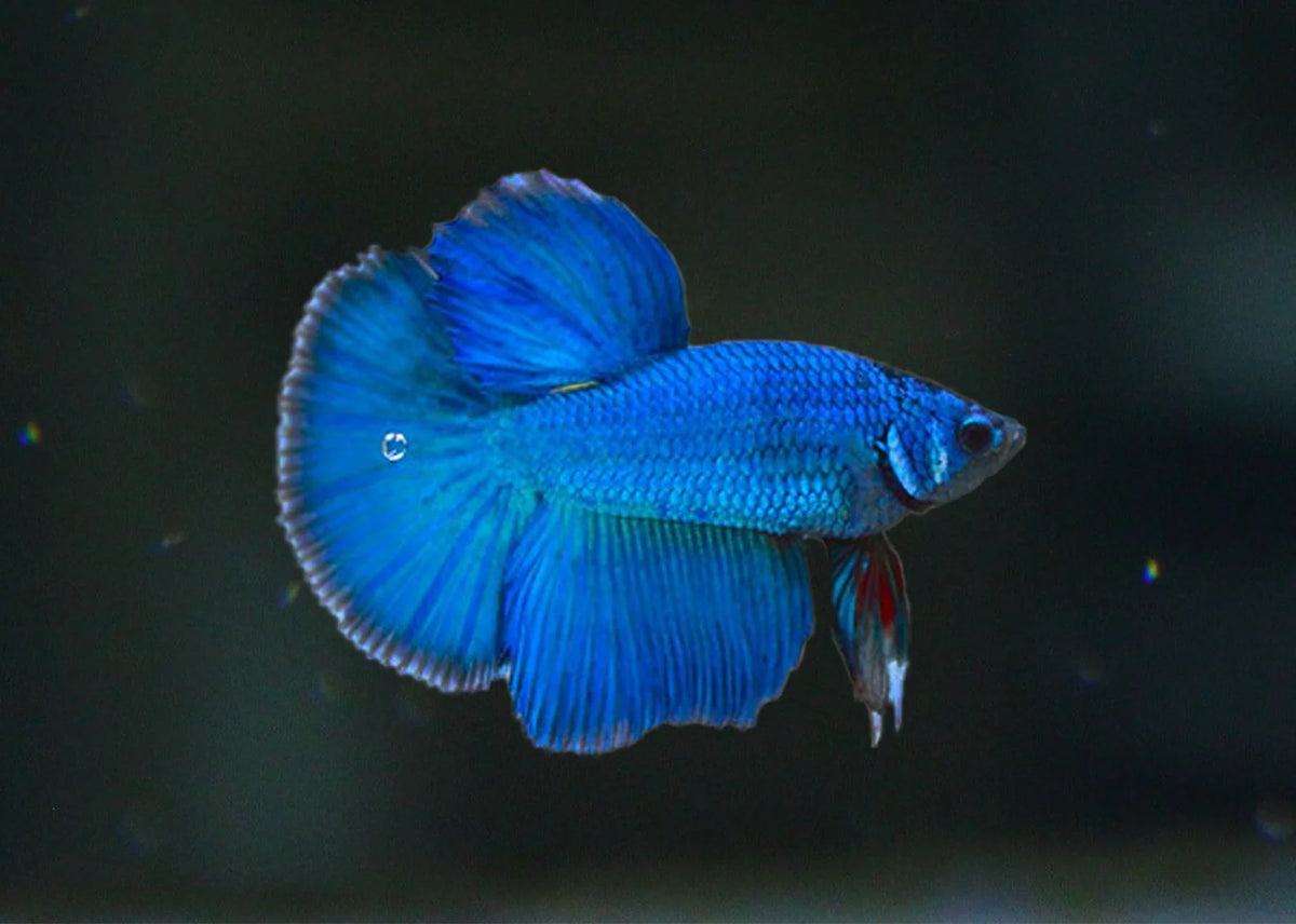 Blue Plakat Bettas MALES