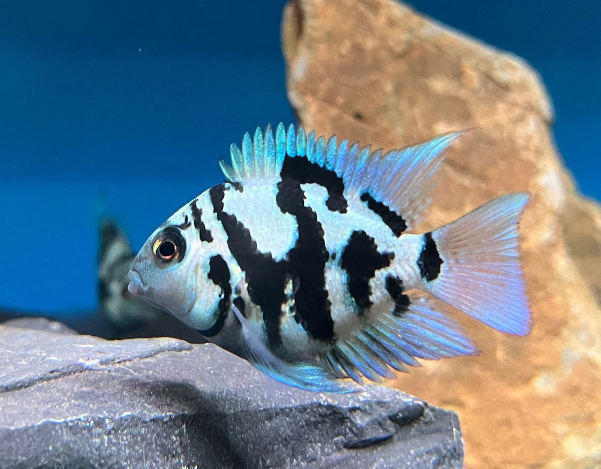 Blue Polar Parrot Cichlid