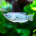 Blue Three Spot Gourami