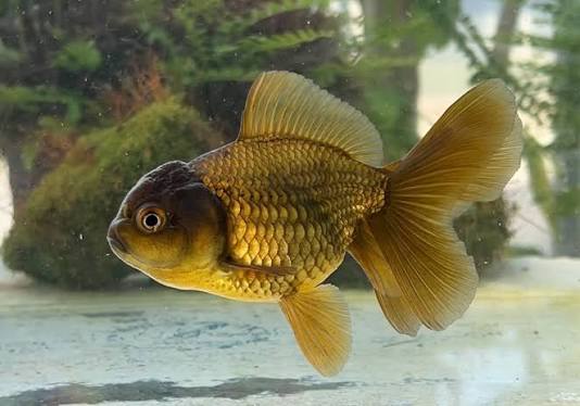 Bronze Oranda
