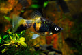 Bumble Bee Platy