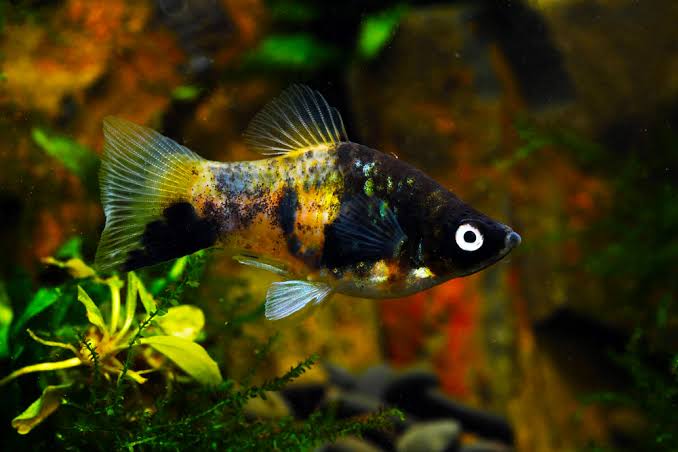 Bumble Bee Platy